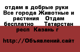 отдам в добрые руки - Все города Животные и растения » Отдам бесплатно   . Татарстан респ.,Казань г.